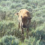 American Bison Calf