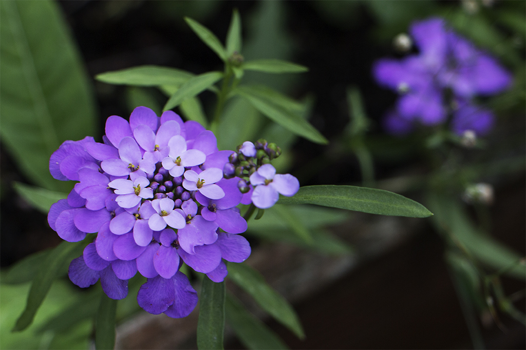 Little flowers