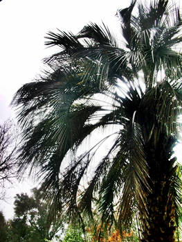 Palm Tree