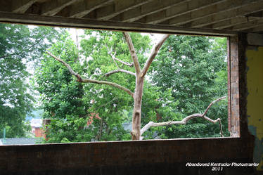 Window and Tree