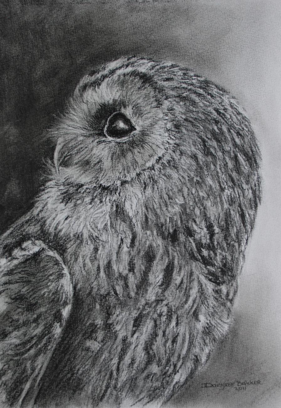 Tawny owl