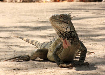 Iguana