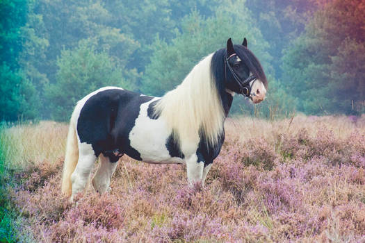 Gypsy horse