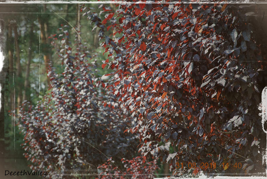 Tree Render Deviantart Trees by DeeethValley on DeviantArt