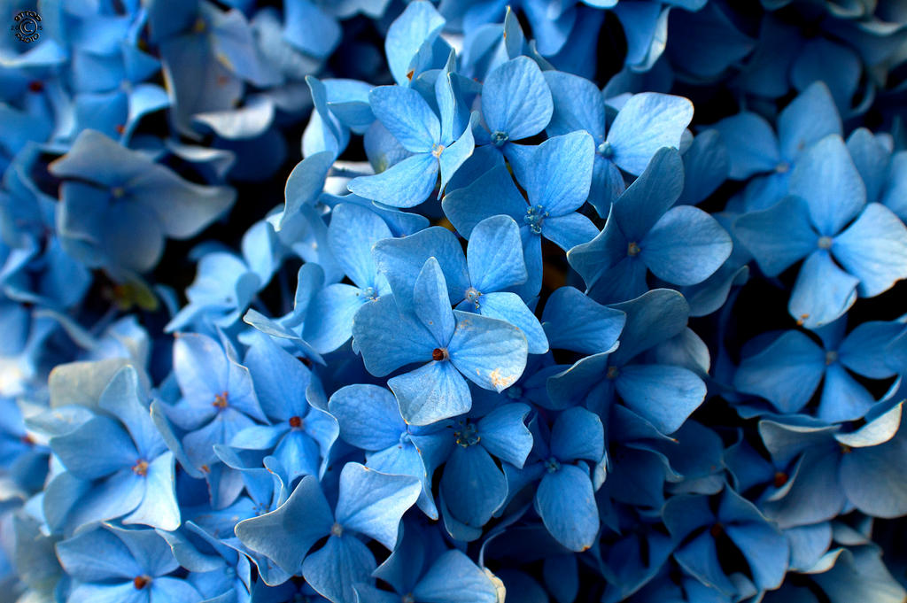 Photo friday - Blue - Shades of blue by Belgerathone