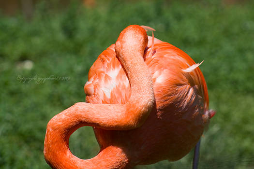 Grooming Flamingo