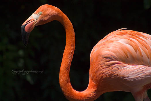 Flamingo