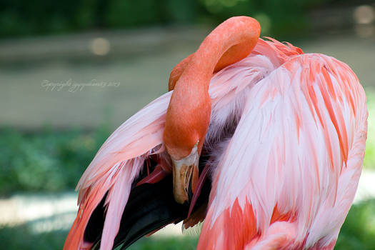 Grooming Flamingo