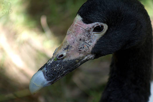 Magpie Goose