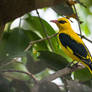 Indian Golden Oriole Male         