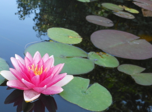 Lily in the Water