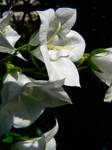 White Flower 02