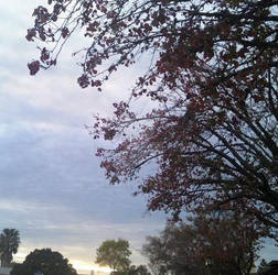 Morning Trees Blossom