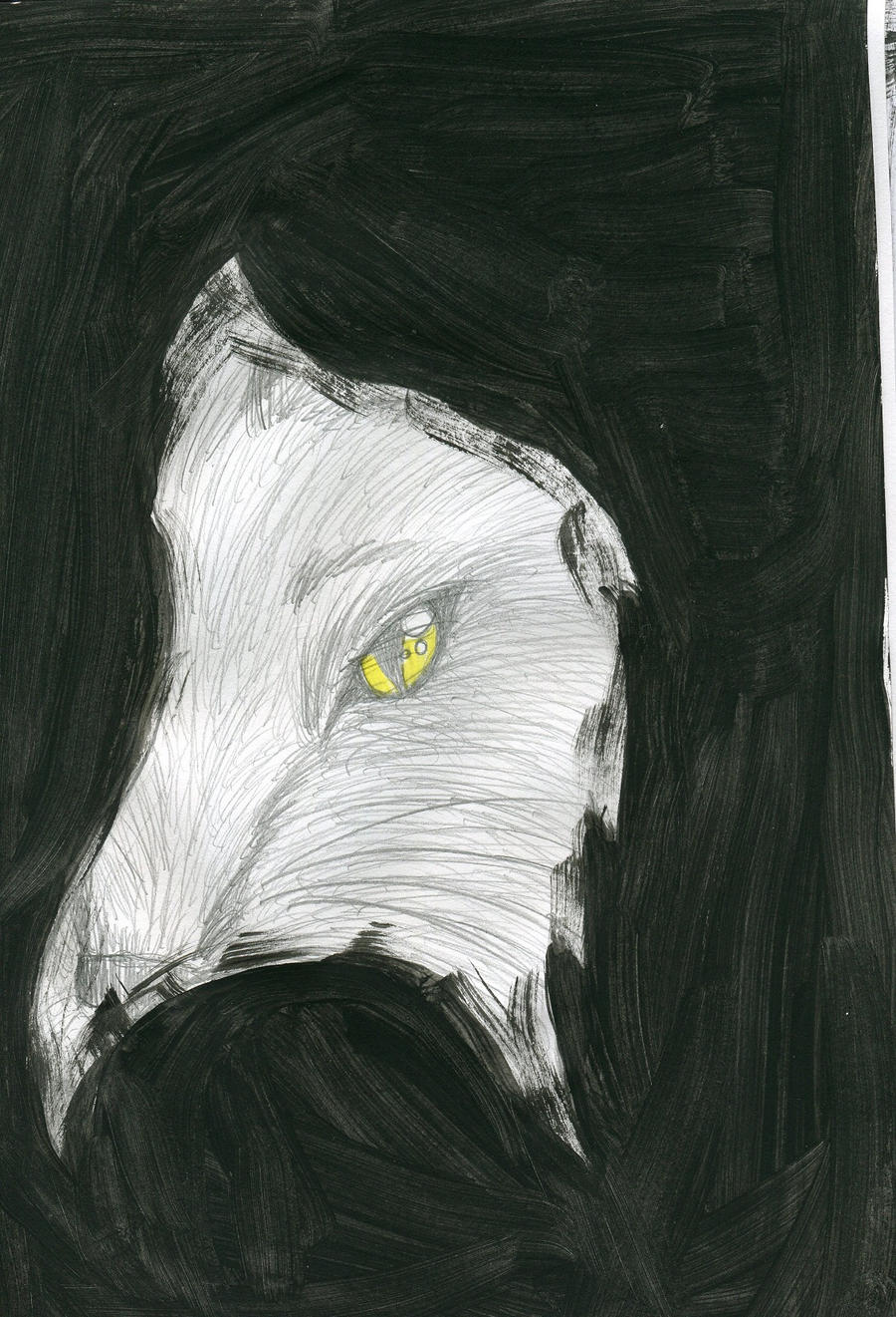 black wolf shadow