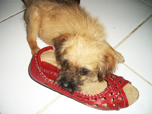 Sad Pup in a Shoe