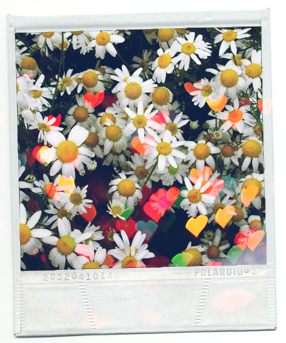 polaroid camomile