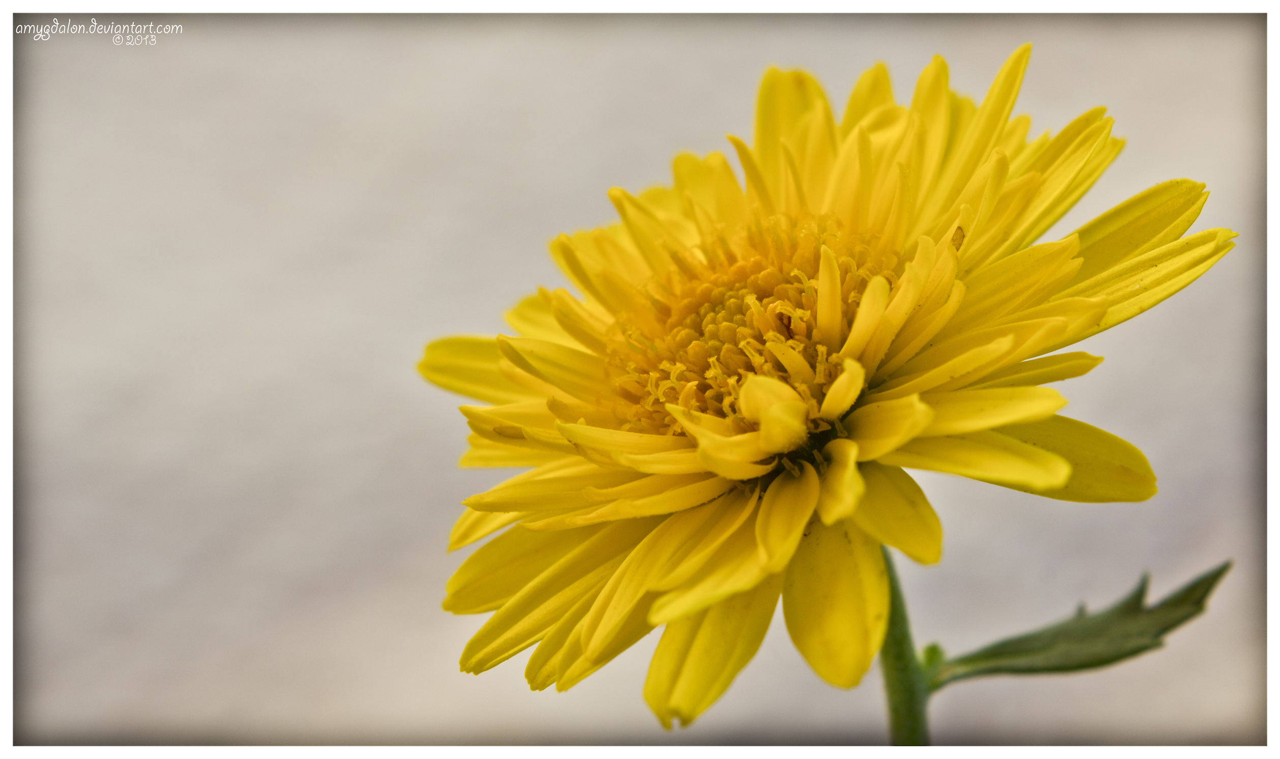 .: yellow :. (Chrysanthemum Indicum)