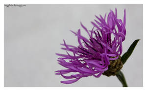 .: purple :. (Centaurea)