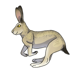 Jackrabbit companion