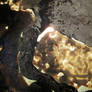 Golden Navigator