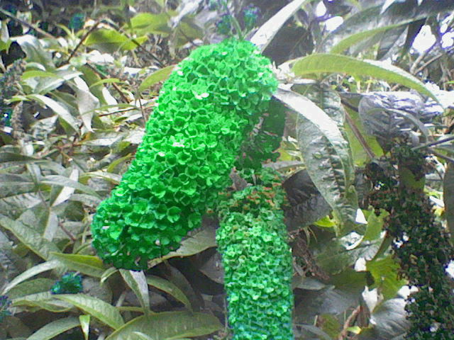 IF of green