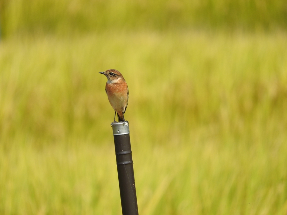 Stonechat