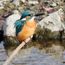 Kingfisher