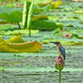 a kingfisher on  a lotus bud