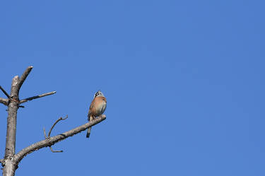 Singing Meadow bunting