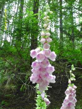 Foxglove