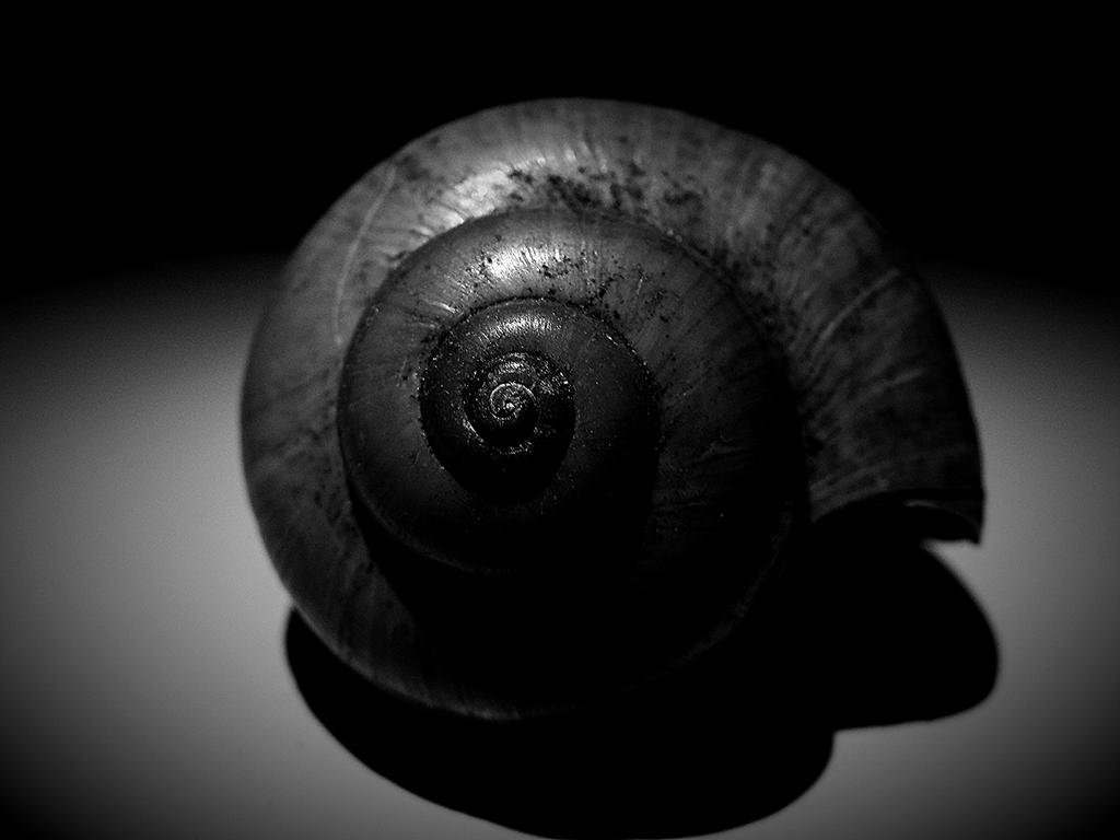 Cold Dark Shell Example Dark Shell by ChelseaMarieS on DeviantArt