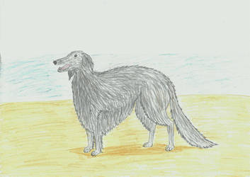 Borzoi