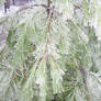 Iced trees8