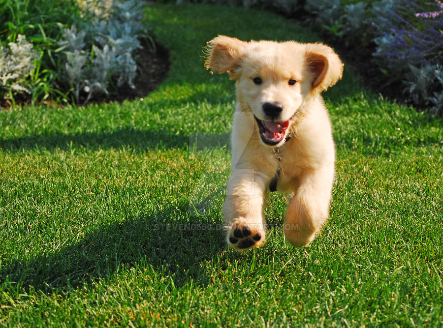 Fluffy Trouble by steven0560 on DeviantArt