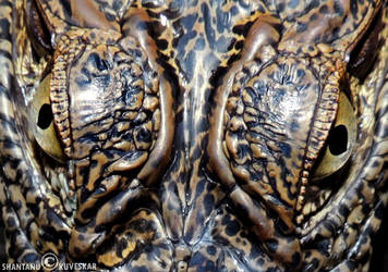 Eyes Of Mugger Crocodile...