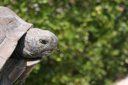 Profile: Turtle