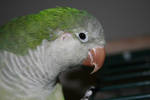 Peeking Parrot Quaker by elf-fu-stock