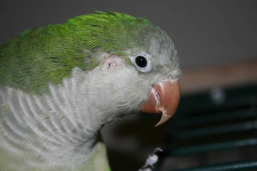 Peeking Parrot Quaker