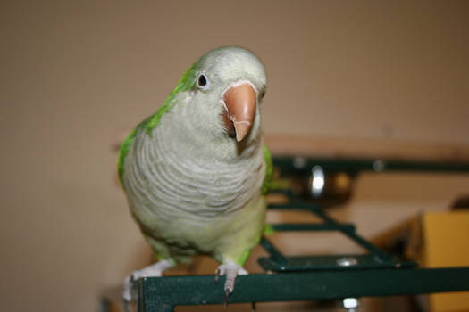 Quaker Parrot 1