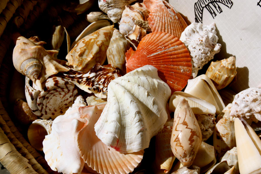 Shells by wightstuff on DeviantArt