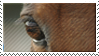 Horse eye stamp by Shandyhorse