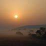 Foggy Summer Morning