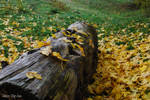 Autumn Has Come And Passed by unknown-dark