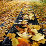 Fading Autumn