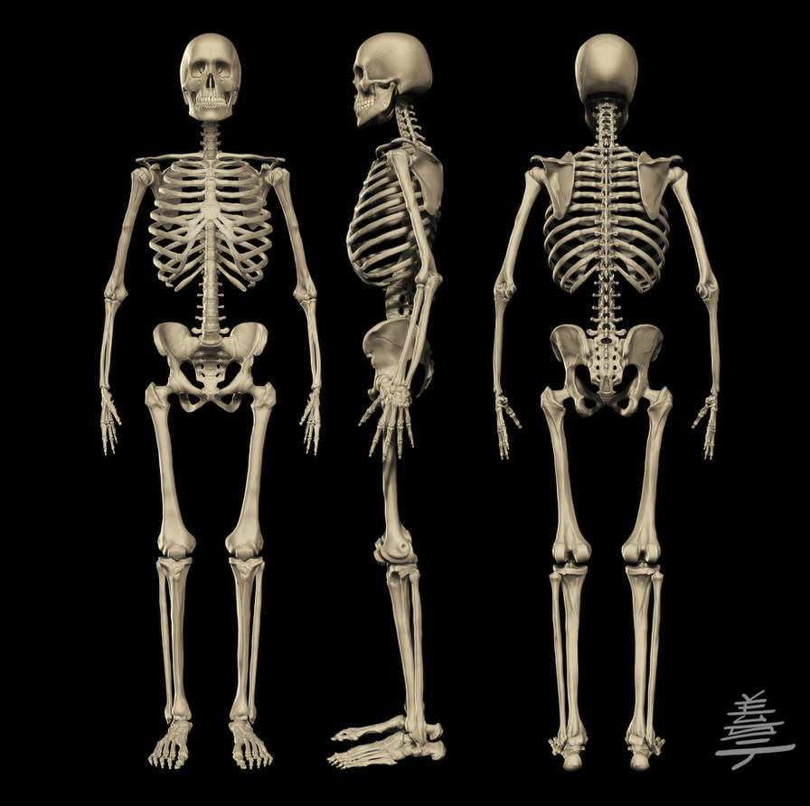 Три д скелет человека. Скелет человека анатомия 3д кости. Скелет мужчины. Скелет во весь рост. Скелет человека в полный рост.
