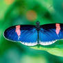 blue butterfly