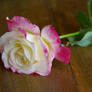 Stock 53 Rose