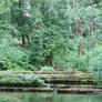 Background Elvish Forest