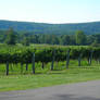 Virginia Vineyard