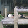 pandas sleeping